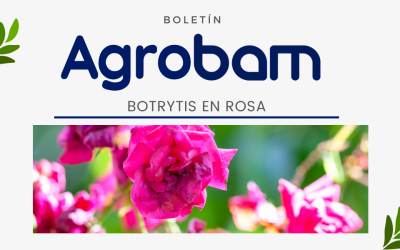 Agrobam, edición 2: Botrytis en Rosas