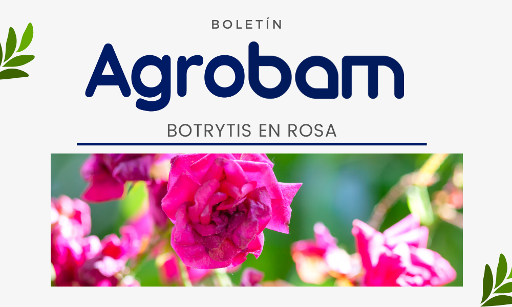 Agrobam, edición 2: Botrytis en Rosas