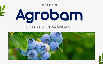 Agrobam, edición 1: Botrytis en arándanos